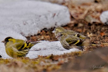 Eurasian Siskin 創造の森(山梨県) Sat, 2/17/2024