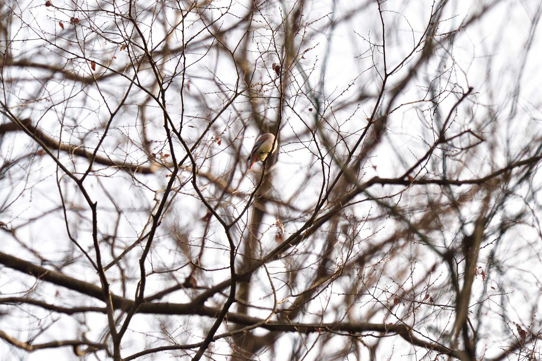 Japanese Waxwing