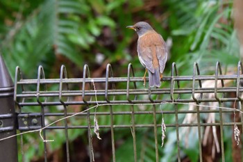 2024年2月14日(水) 富岡総合公園(横浜市)の野鳥観察記録