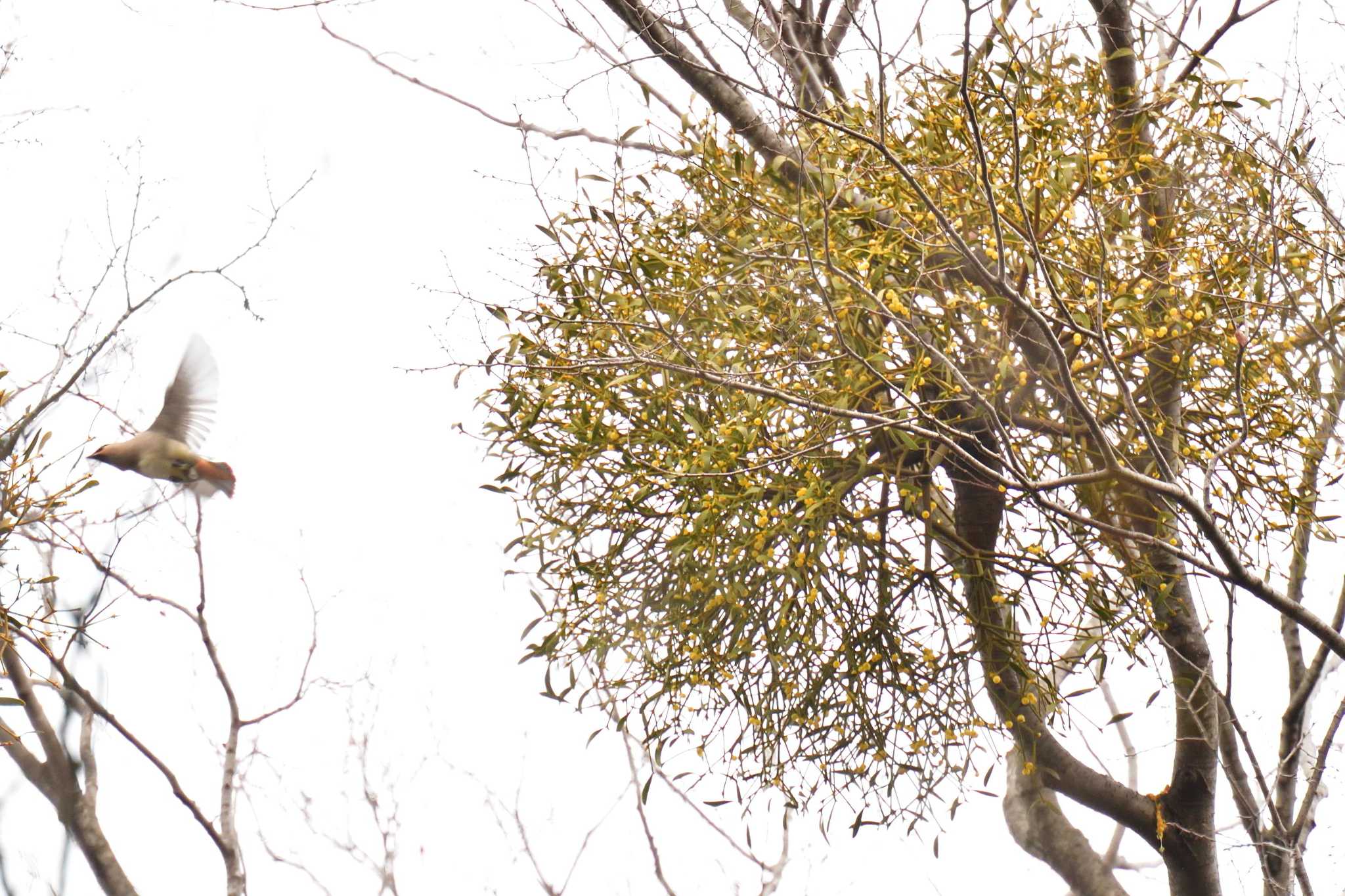 Japanese Waxwing