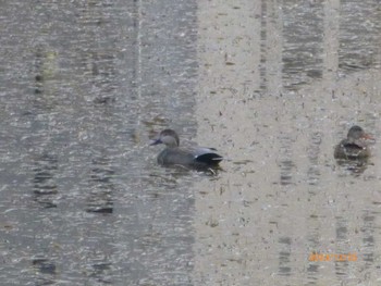 Mon, 12/25/2023 Birding report at Imperial Palace