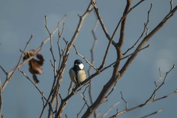 Japanese Tit Izunuma Tue, 11/27/2018