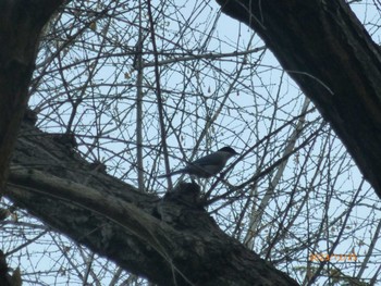 2023年12月25日(月) 日比谷公園の野鳥観察記録