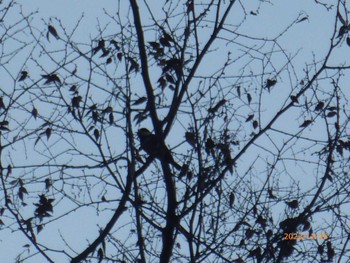 Varied Tit Hibiya Park Mon, 12/25/2023