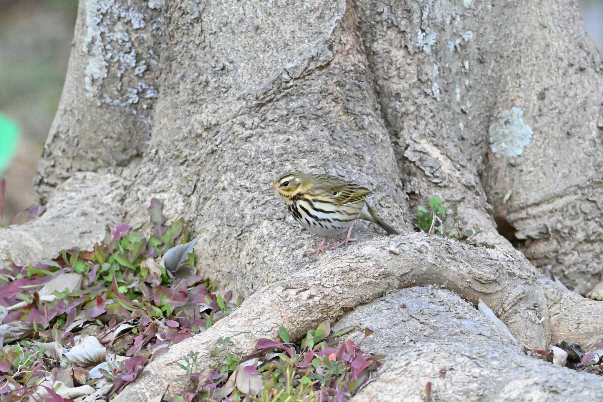 Olive-backed Pipit