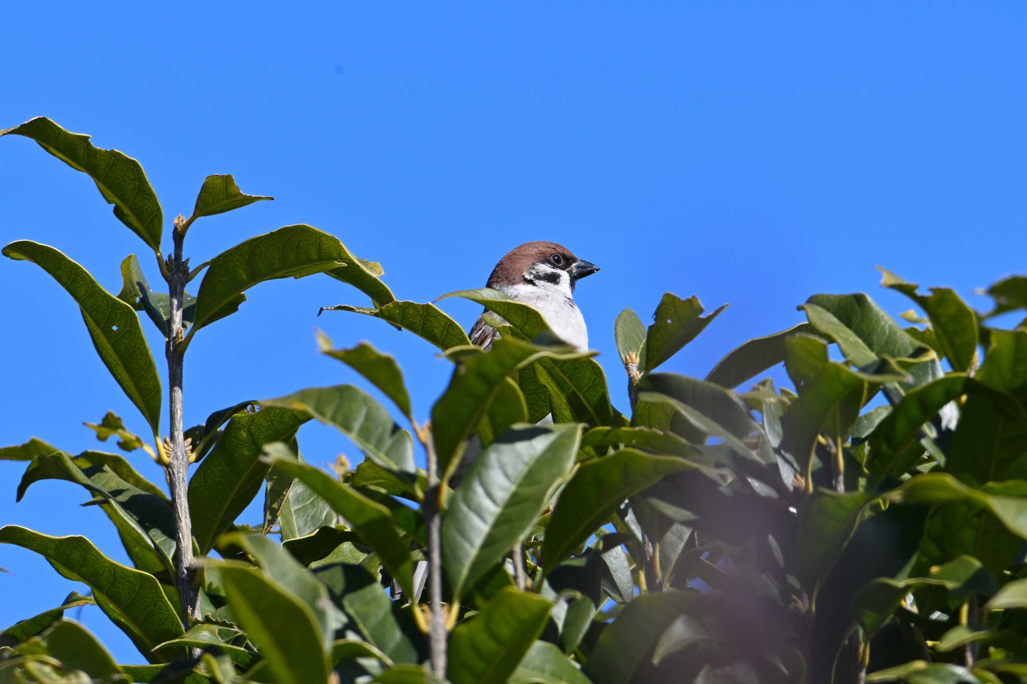 Eurasian Tree Sparrow