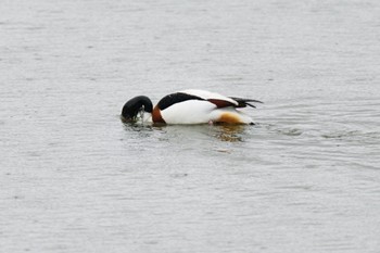 Common Shelduck Unknown Spots Wed, 2/7/2024