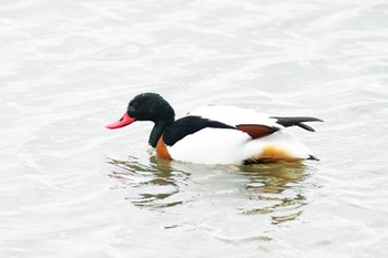 Common Shelduck Unknown Spots Wed, 2/7/2024