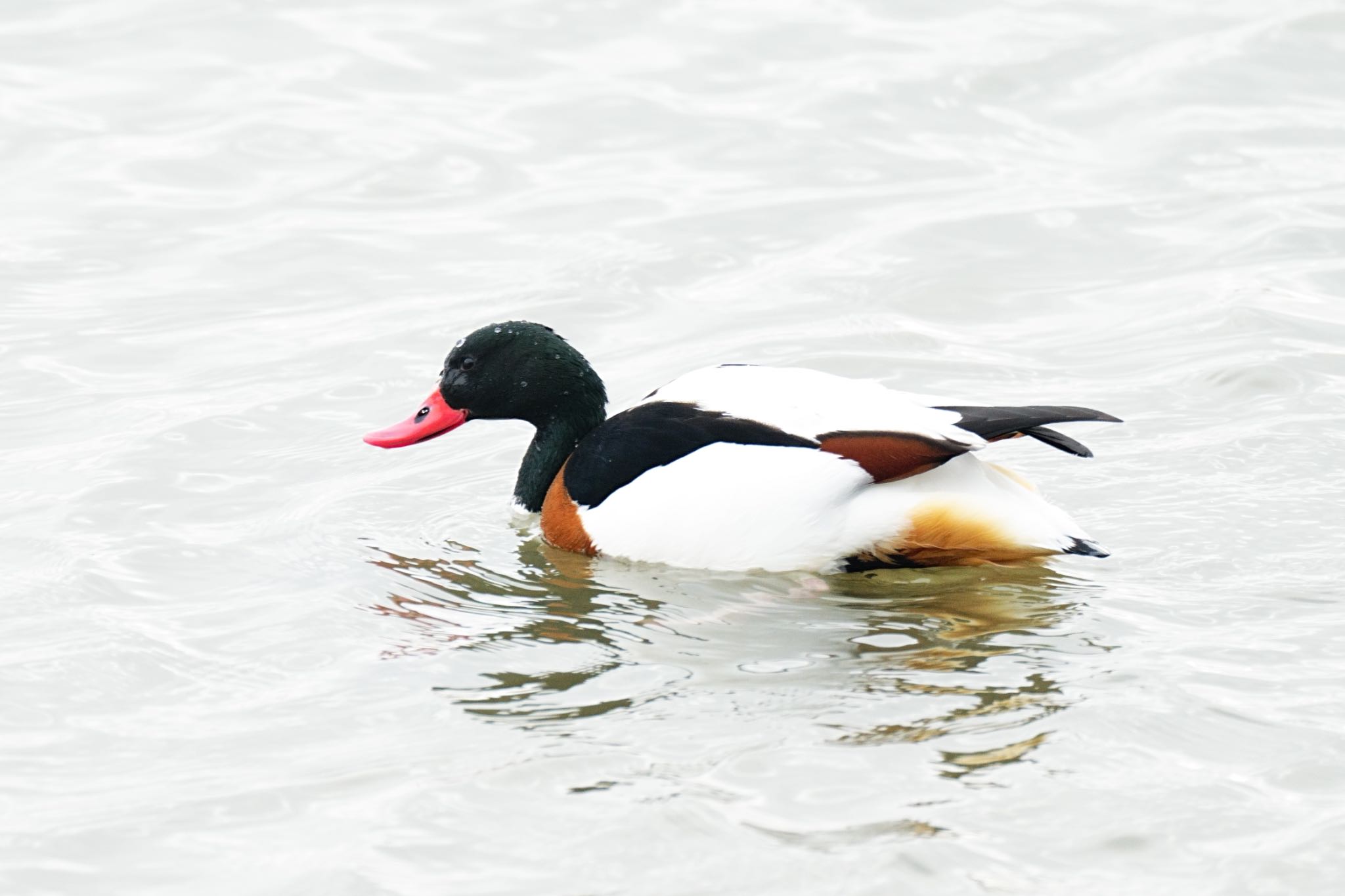 Photo of Common Shelduck at  by アカウント5227