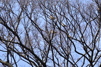 ヒレンジャク 富岡総合公園(横浜市) 2024年2月15日(木)