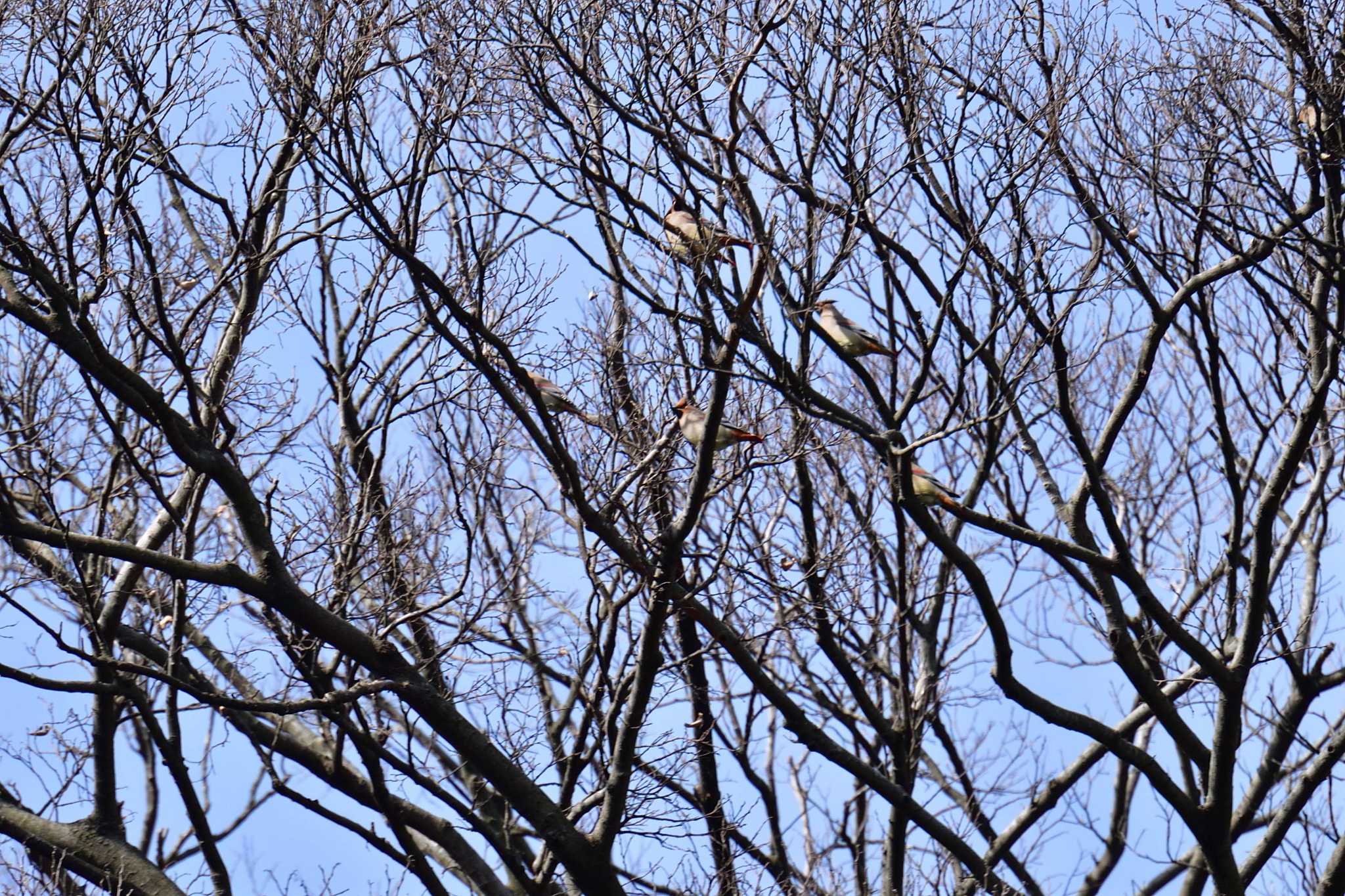 富岡総合公園(横浜市) ヒレンジャクの写真 by やなさん