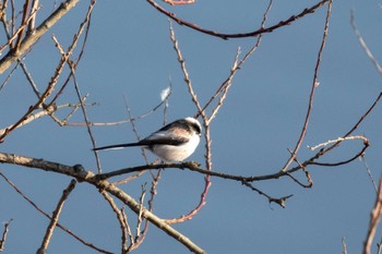 Long-tailed Tit Izunuma Tue, 11/27/2018