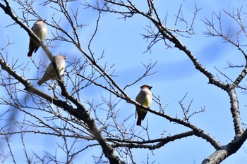 Thu, 2/15/2024 Birding report at 富岡総合公園(横浜市)