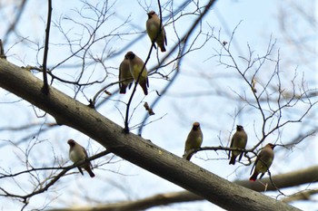 ヒレンジャク 富岡総合公園(横浜市) 2024年2月15日(木)