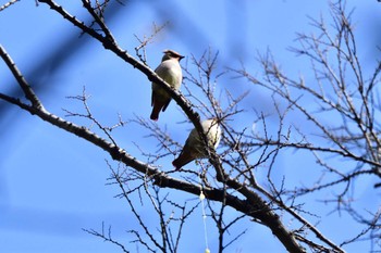 Japanese Waxwing 富岡総合公園(横浜市) Thu, 2/15/2024