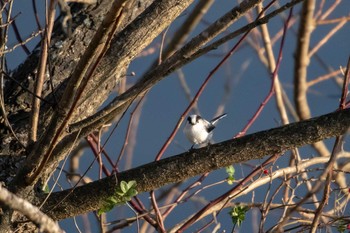 Long-tailed Tit Izunuma Tue, 11/27/2018