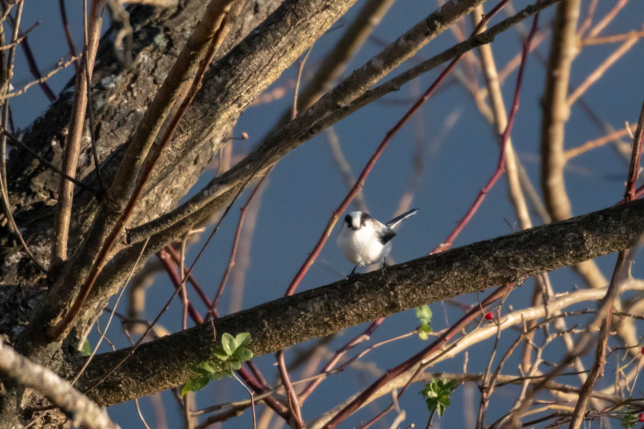 Long-tailed Tit