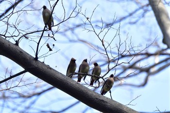 ヒレンジャク 富岡総合公園(横浜市) 2024年2月15日(木)