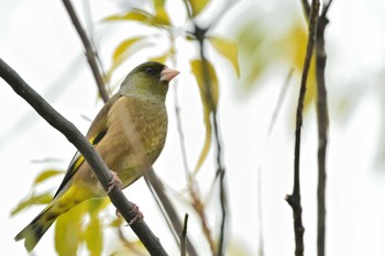 Grey-capped Greenfinch 秦野市 Mon, 2/19/2024