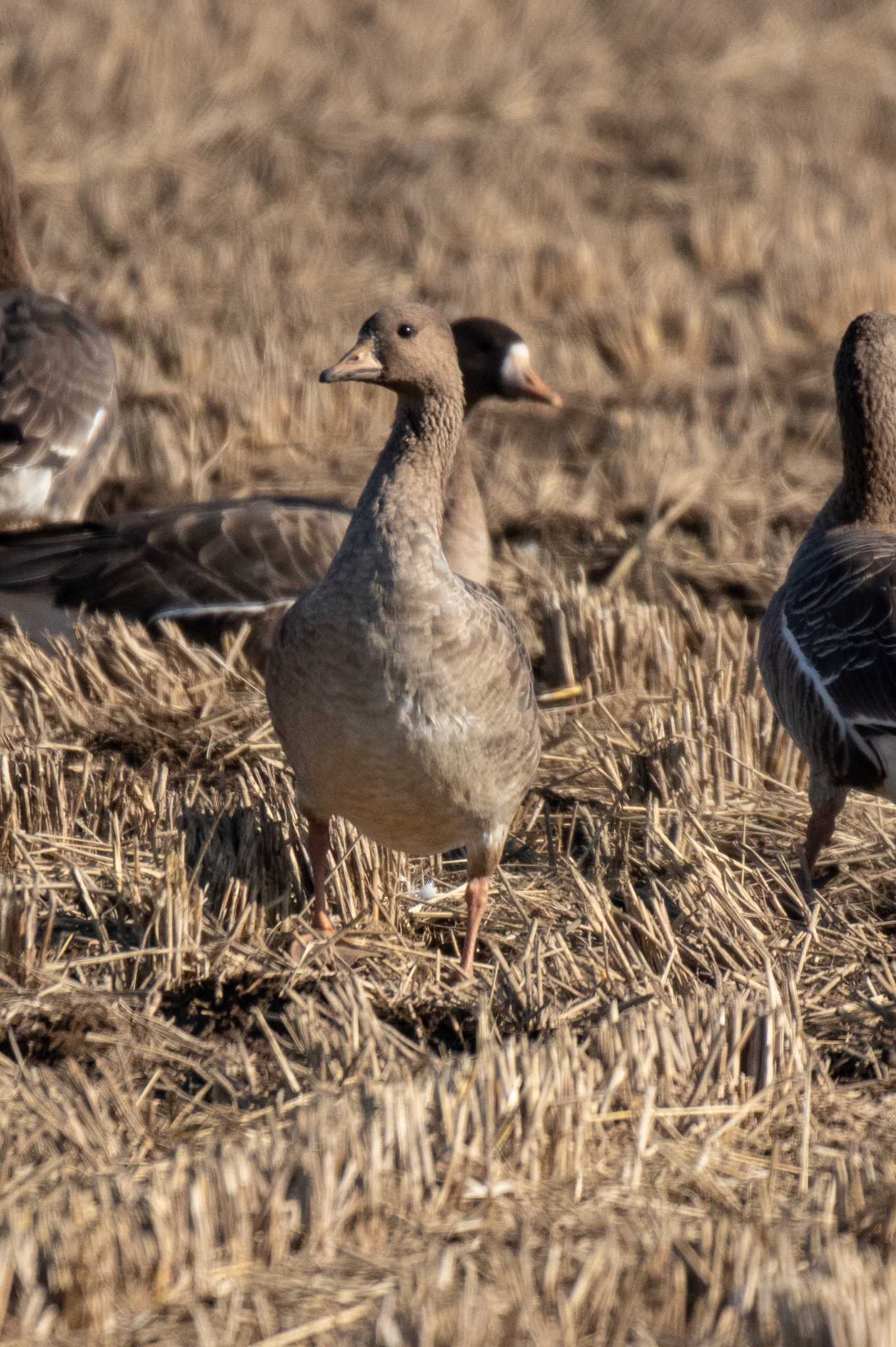 Greater White-fronted Goose