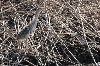 Yellow Bittern 境川遊水池 Sat, 2/10/2024