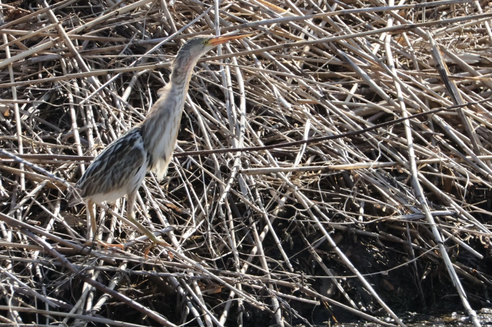 Yellow Bittern