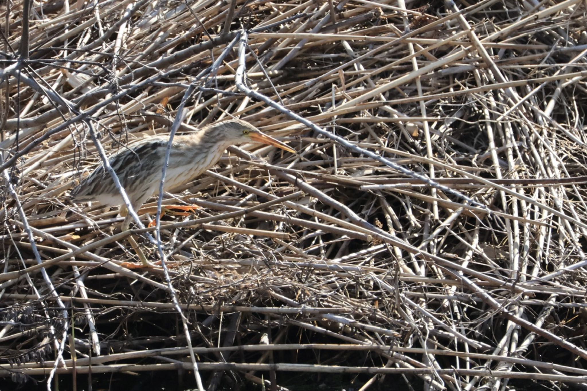 Yellow Bittern