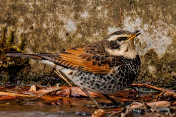 Dusky Thrush 創造の森(山梨県) Sat, 2/17/2024