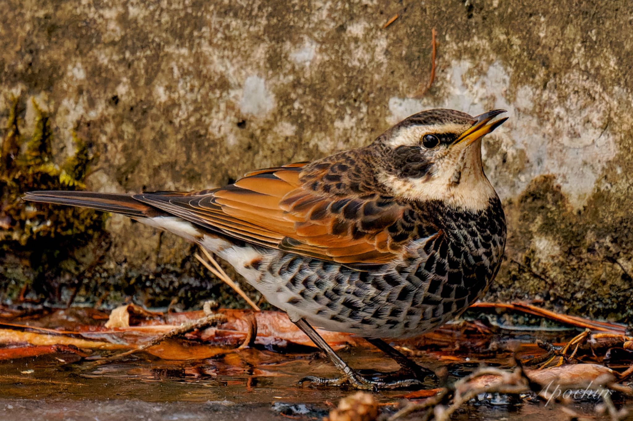 Photo of Dusky Thrush at 創造の森(山梨県) by アポちん