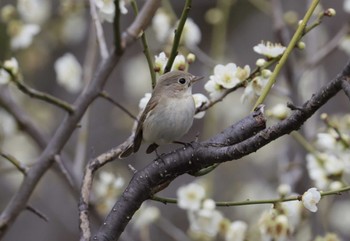 Red-breasted Flycatcher 和歌山城公園 Sun, 2/18/2024