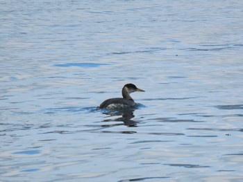 Red-necked Grebe 志津川湾 Sat, 2/17/2024