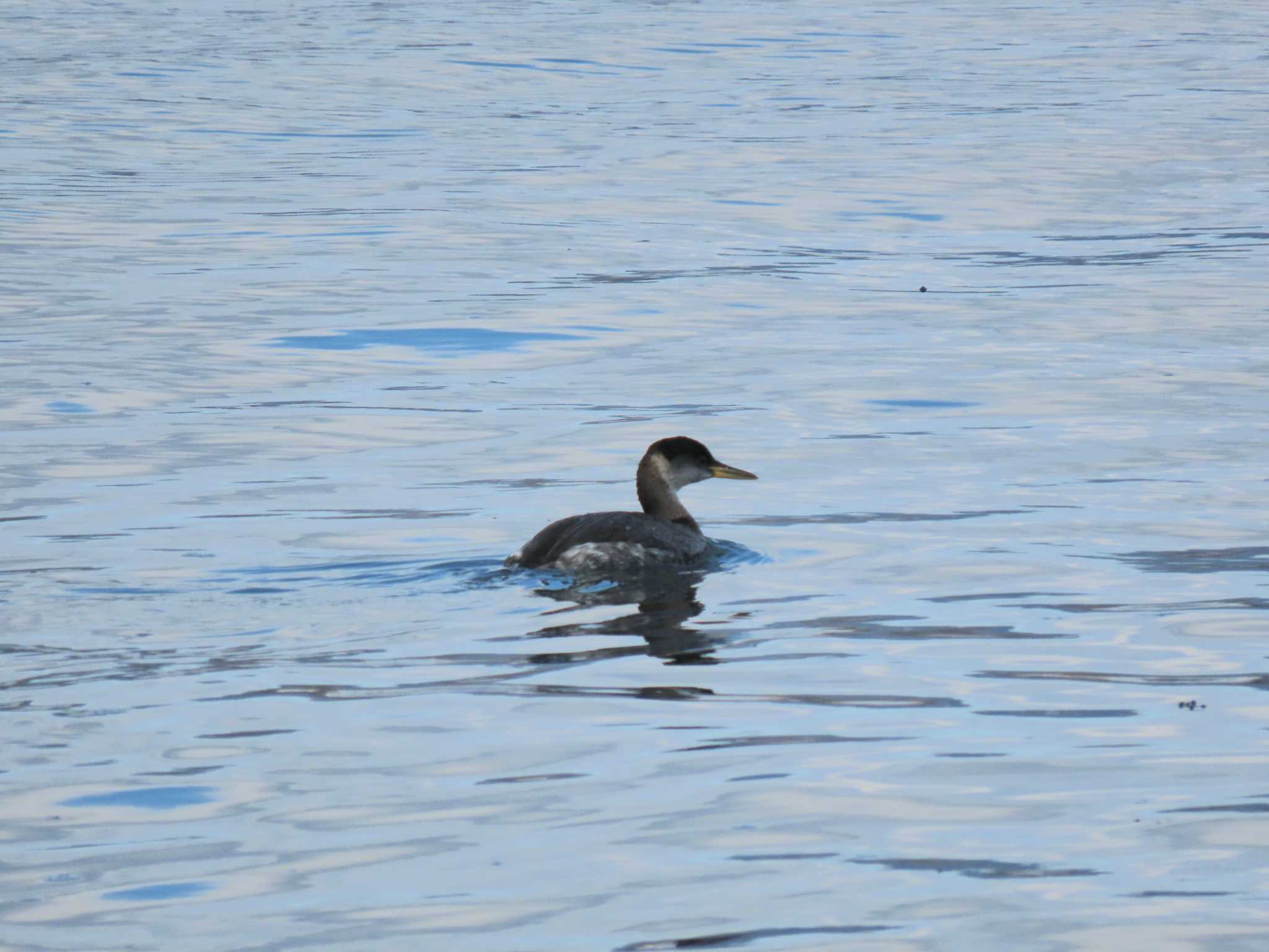 Red-necked Grebe