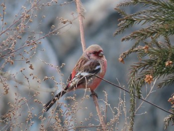Siberian Long-tailed Rosefinch 志津川湾 Sat, 2/17/2024