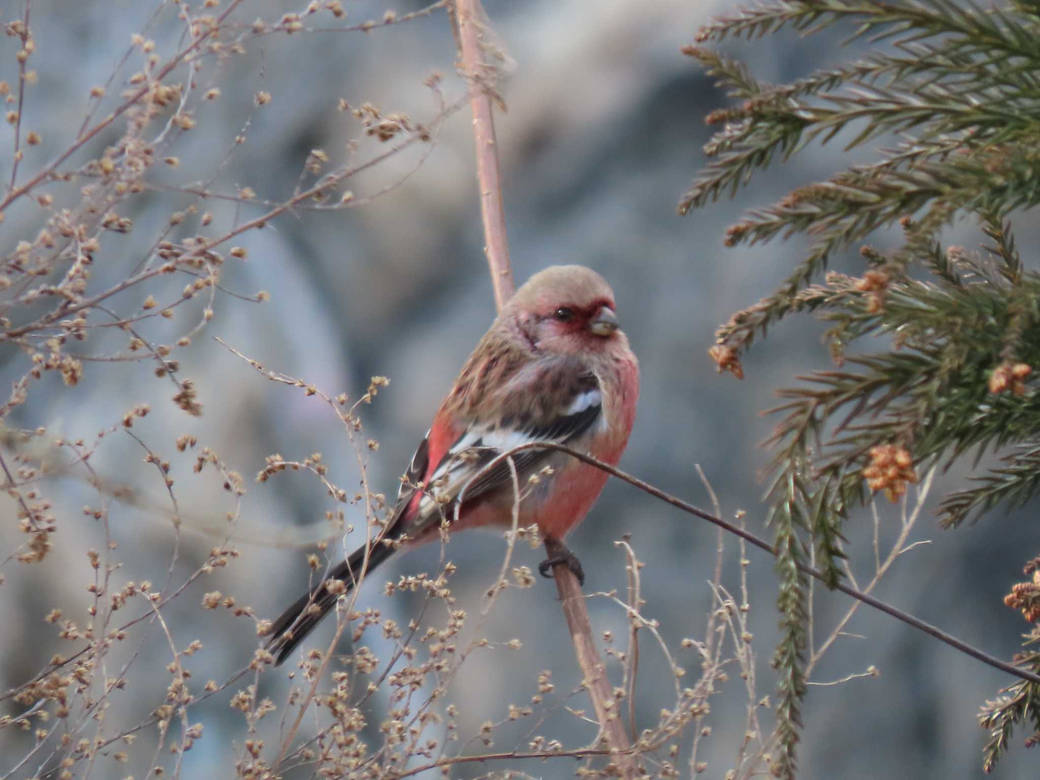 Siberian Long-tailed Rosefinch