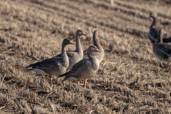 Greater White-fronted Goose Izunuma Tue, 11/27/2018