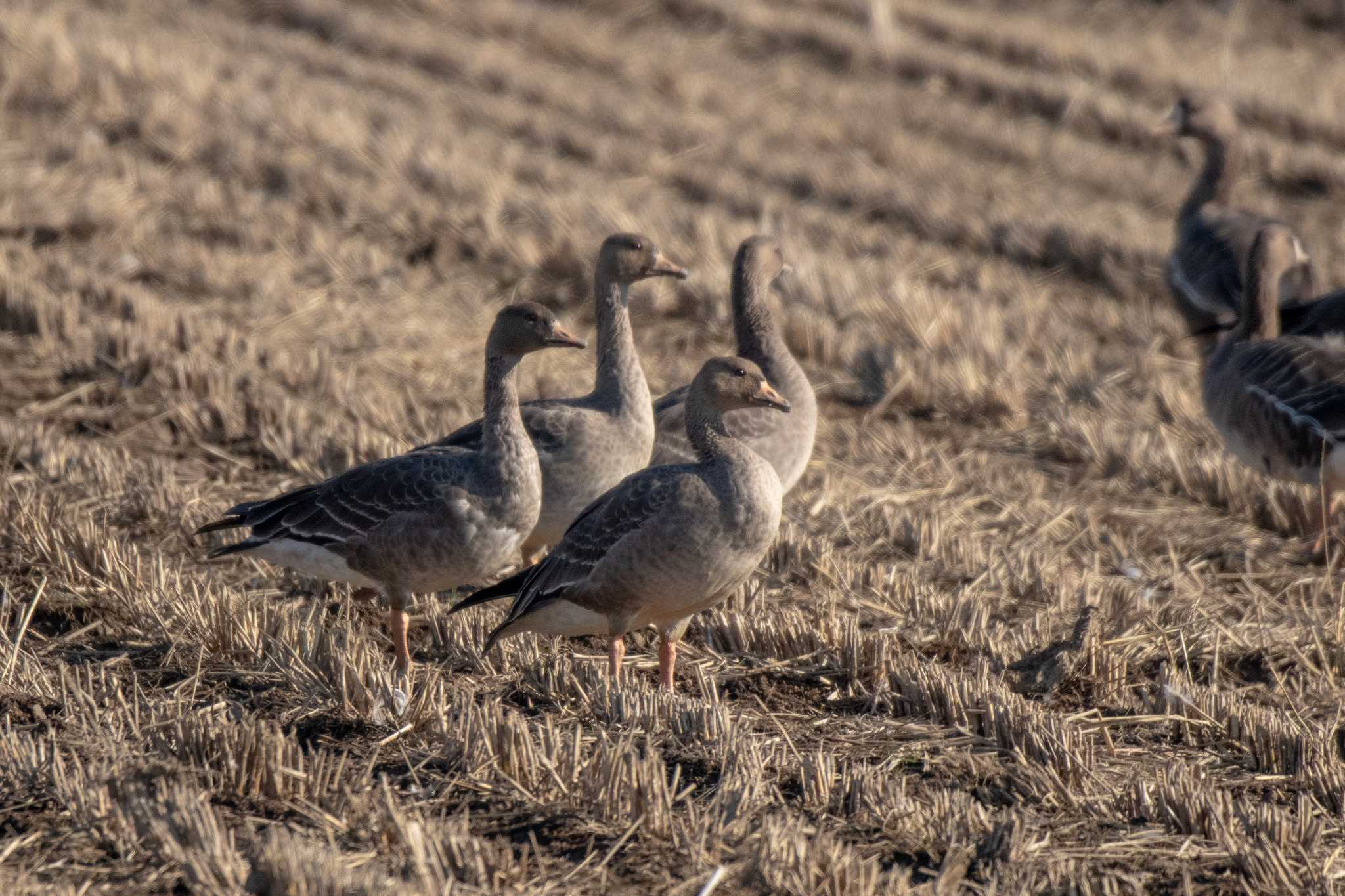 Greater White-fronted Goose