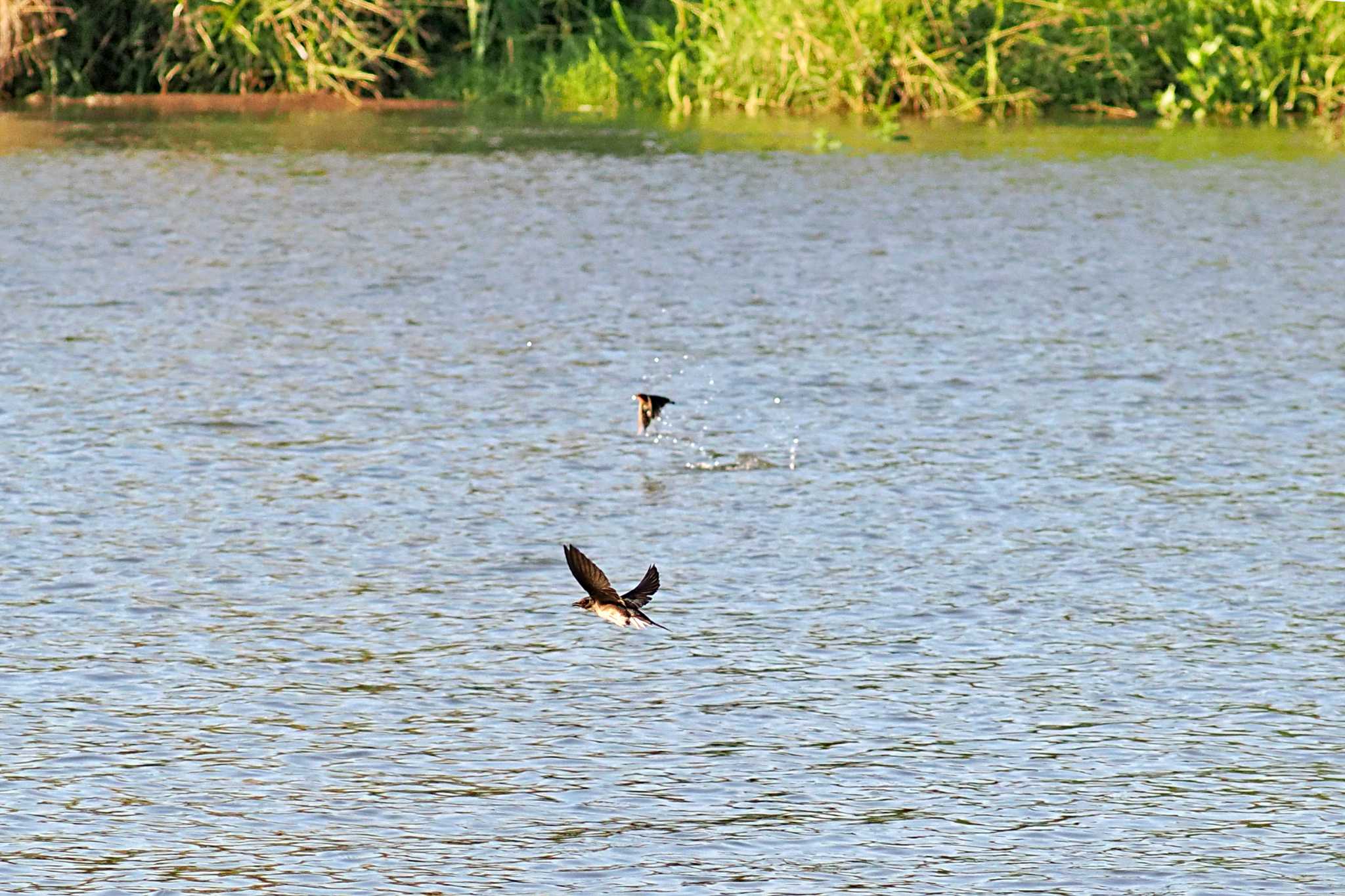 Tarcoles River Cruise(Costa Rica) ミドリツバメの写真 by 藤原奏冥