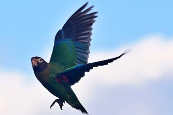 アカミミインコ メトロポリタノ・ラ・サバナ公園 2024年2月10日(土)