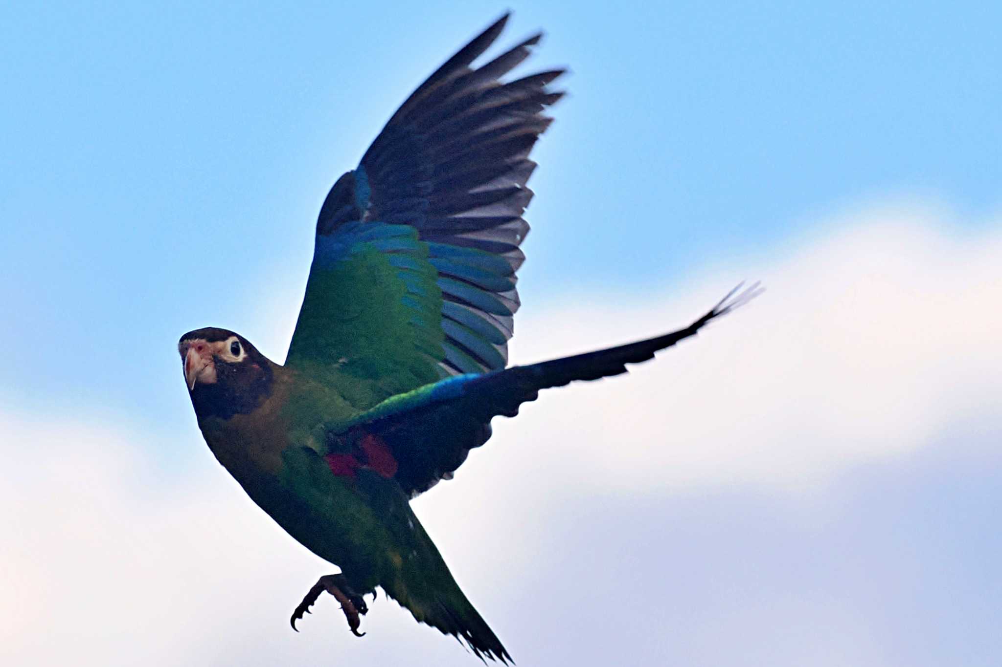 Photo of Brown-hooded Parrot at Parque Metropolitano La Sabana （Costa Rica) by 藤原奏冥