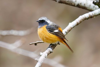 Daurian Redstart 長良川ふれあいの森 Sat, 2/17/2024