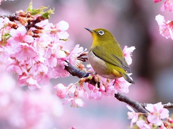 Warbling White-eye Yoyogi Park Tue, 2/20/2024