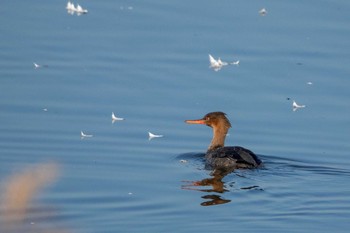 Red-breasted Merganser Izunuma Tue, 11/27/2018