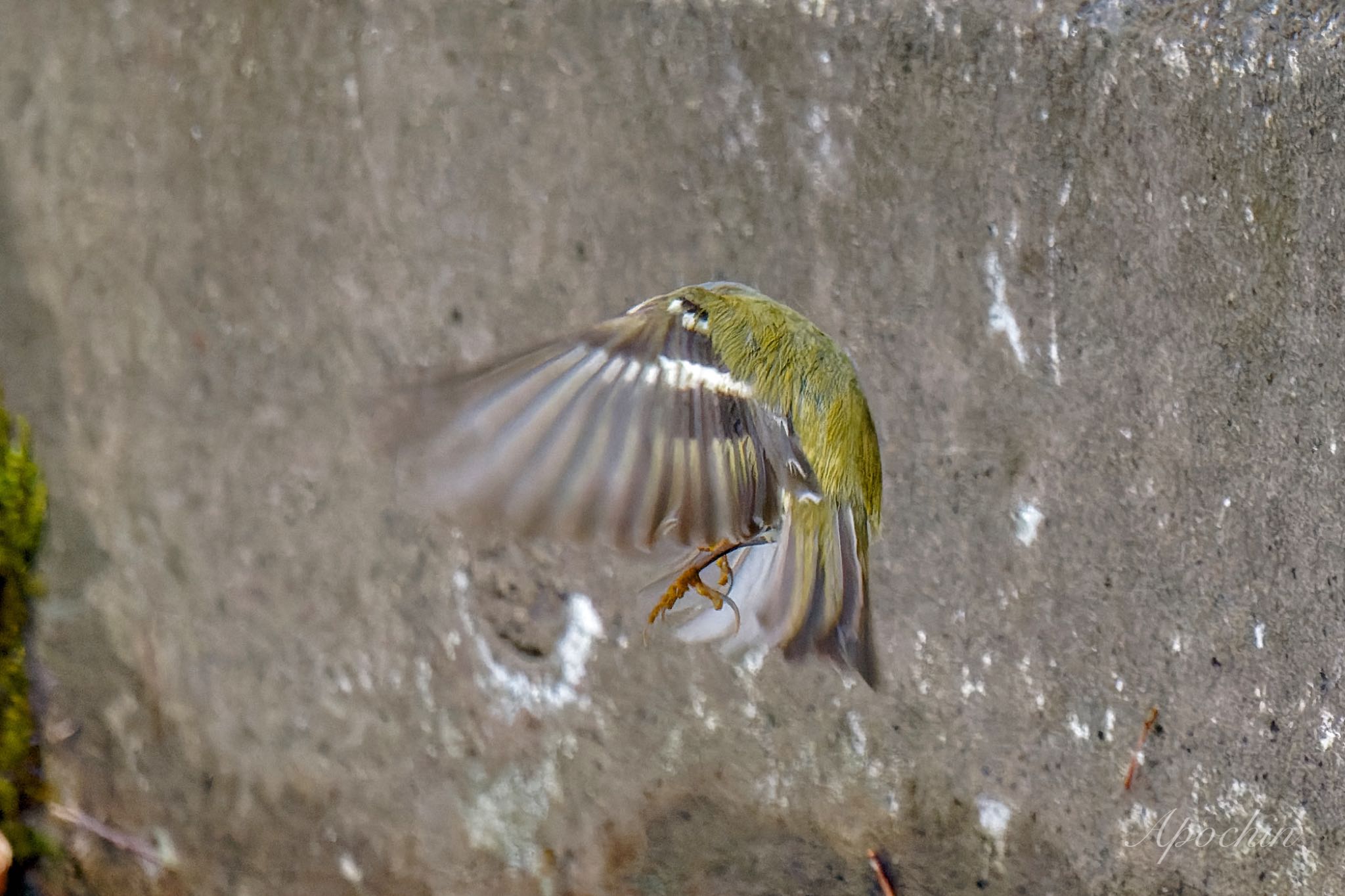 Goldcrest