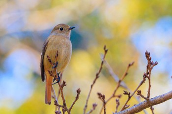 シジュウカラ 明石公園 2024年1月22日(月)