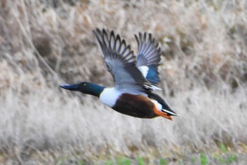 Northern Shoveler 立田山 Sat, 2/25/2017