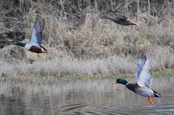 Northern Shoveler 立田山 Sat, 2/25/2017