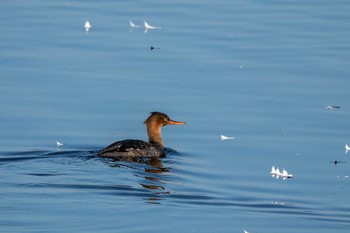 Red-breasted Merganser Izunuma Tue, 11/27/2018