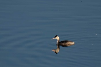 Great Crested Grebe Izunuma Tue, 11/27/2018