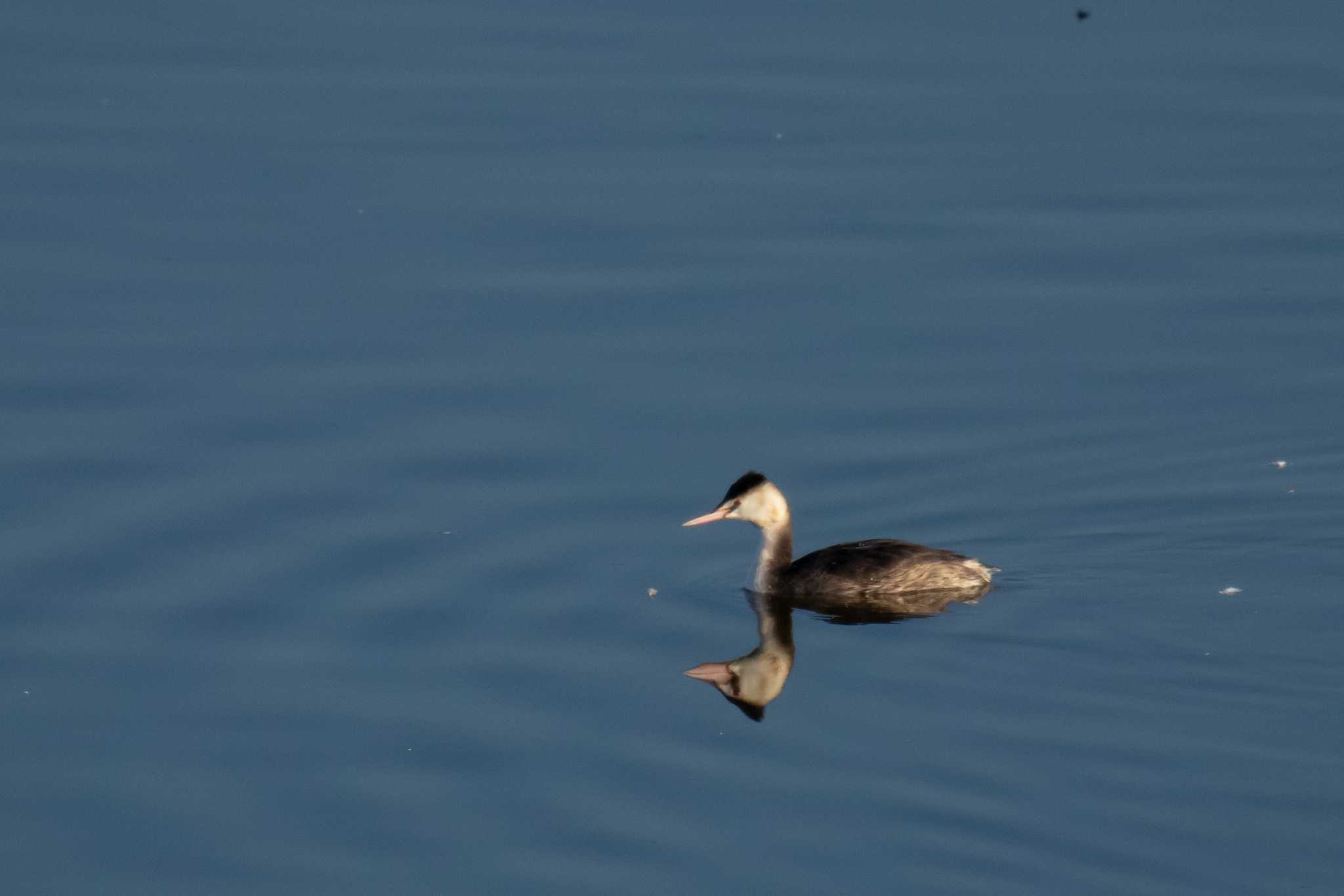 Great Crested Grebe