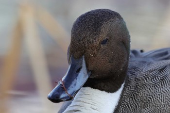 2024年2月20日(火) 石神井公園の野鳥観察記録